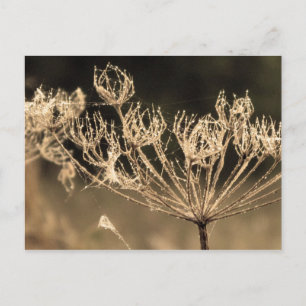 Web and Water in Sepia Postcard