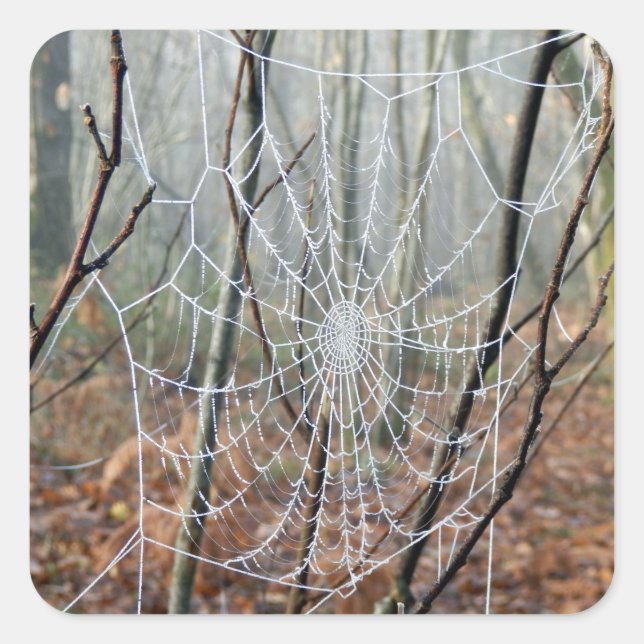 Web of European Garden Spider Sticker (Front)