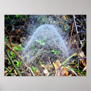 Web of Filmy Dome Spider Poster
