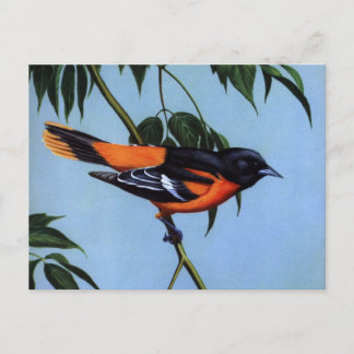 Weber's Baltimore Oriole Postcard