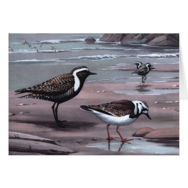 Weber's Plovers & Turnstones (Front Horizontal)