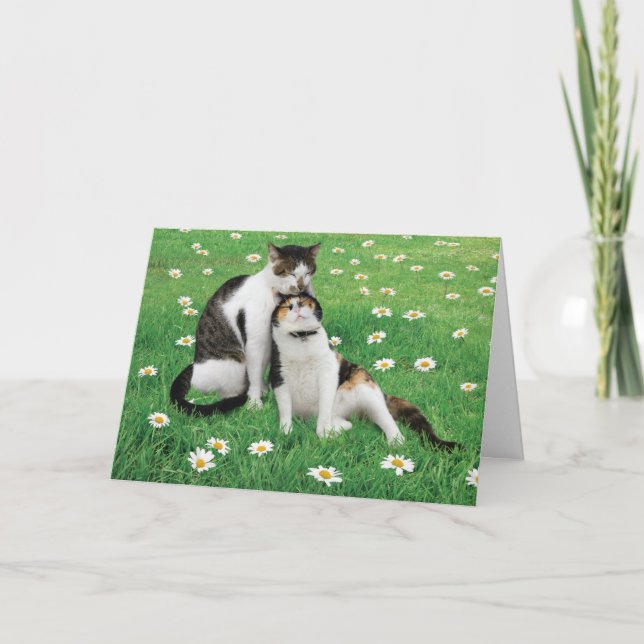 Wedding Anniversary Cat Card Funny Cute Best (Front)