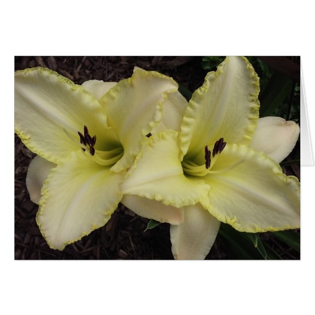 Wedding Band - Daylily (Front Horizontal)