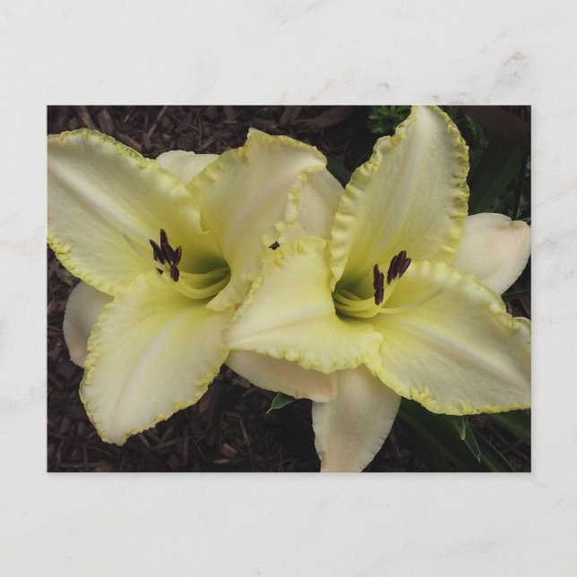 Wedding Band - Daylily Postcard (Front)