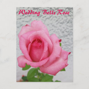 Wedding Bells Rose flower - snail mail postcard