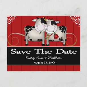 Wedding Cows Save the Date Postcard