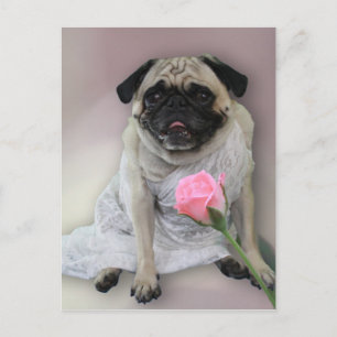 Wedding Day Pug Postcard