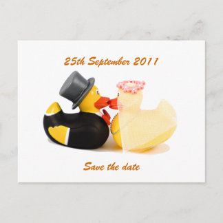 Wedding ducks ... Postcard