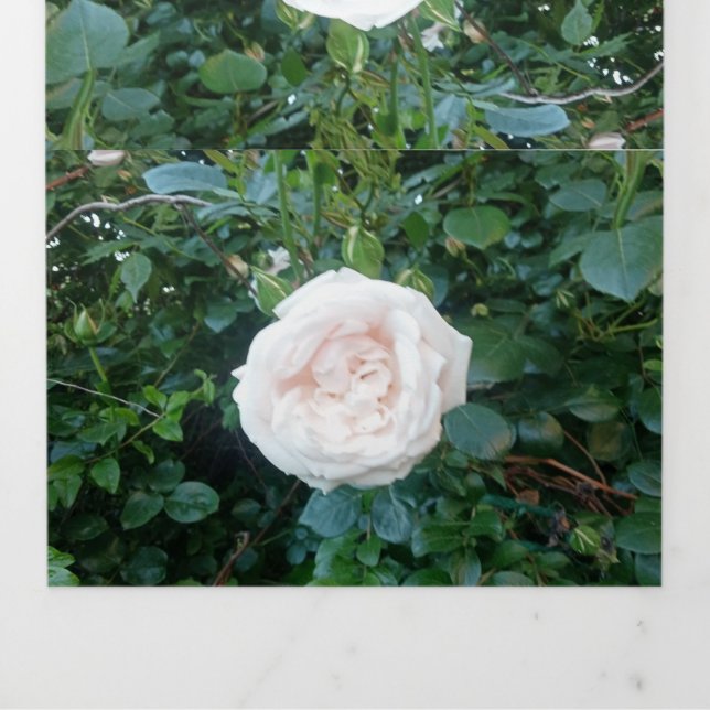 Wedding Invitation White Roses All In One (Cover)