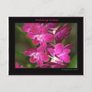 Wedding One Postcard