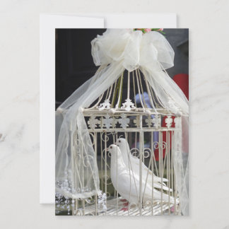 Wedding pigeon waiting for bride invitation