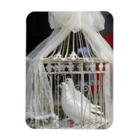 Wedding pigeon waiting for bride