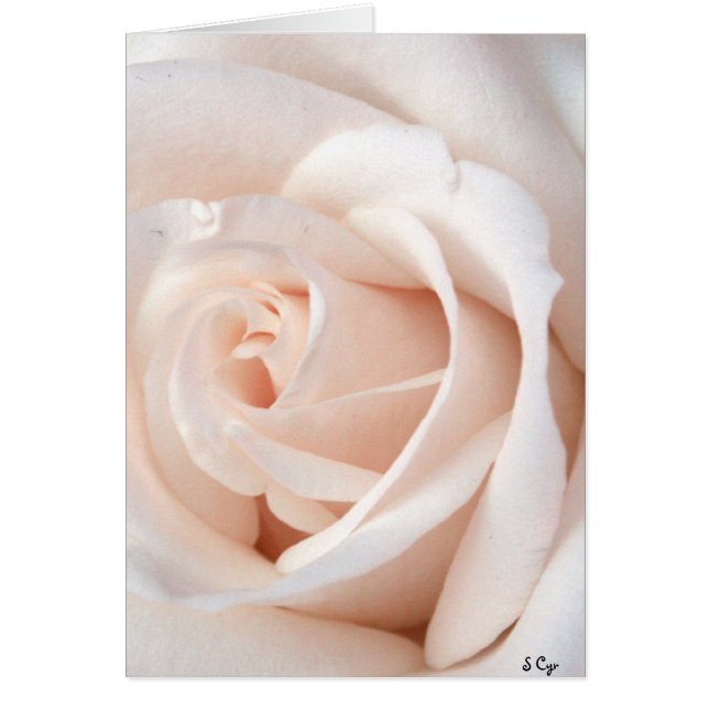Wedding Rose (Front)