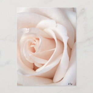 Wedding Rose Postcard