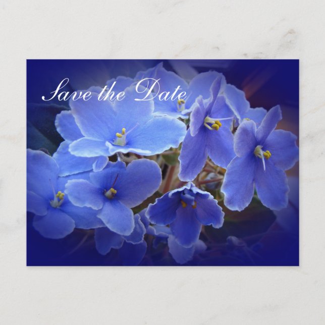 Wedding "Save the Date" Blue African Violets Announcement Postcard (Front)