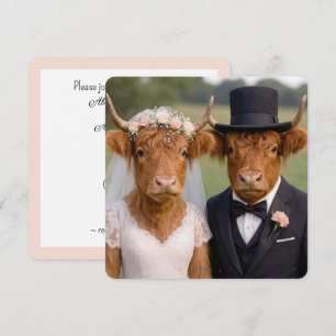 Wedding Scottish Highland Cows