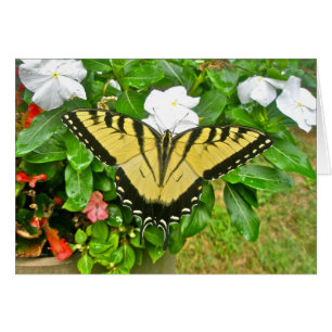 Wedding Swallowtail Butterfly Items