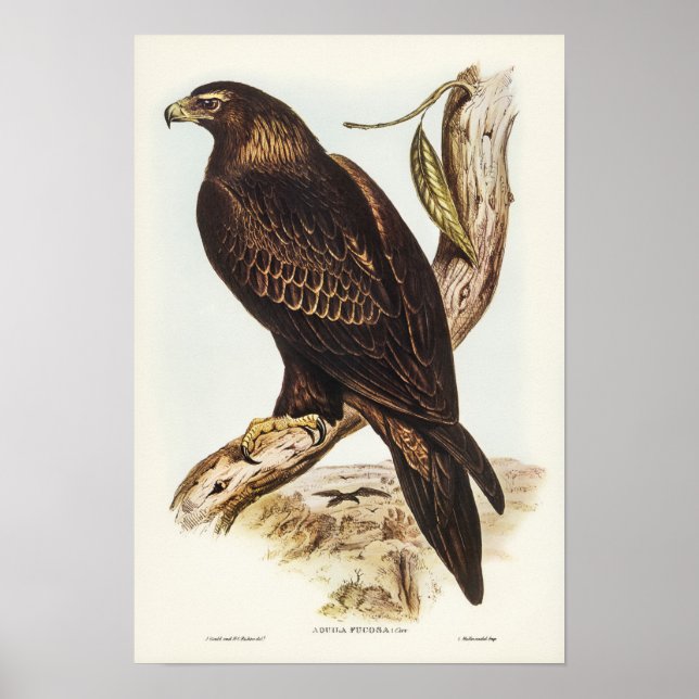 Wedge-tailed Eagle by Elizabeth Gould Poster (Front)