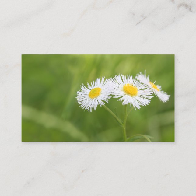 Weed daisy business card (Front)