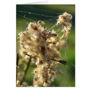 Weed Seeds and Spider Web