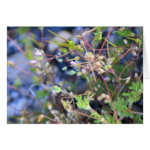 Weeds