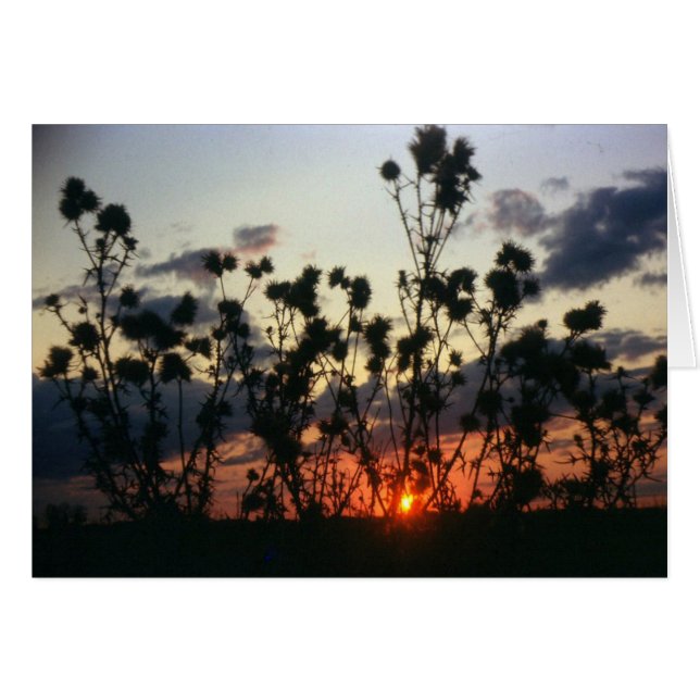 Weeds and Sunset (Front Horizontal)