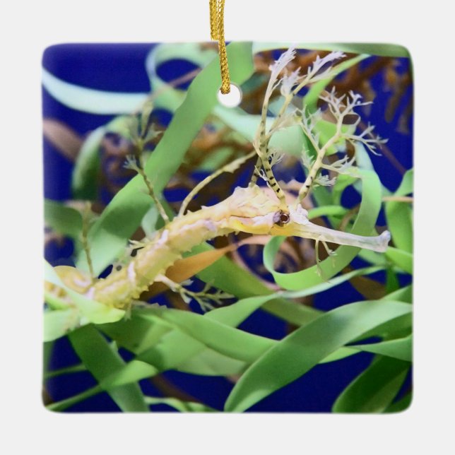 Weedy Sea Dragon Ceramic Ornament (Front)