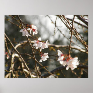 Weeping Cherry 2 Poster