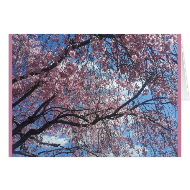 Weeping Cherry Against a Blue Sky (Front Horizontal)