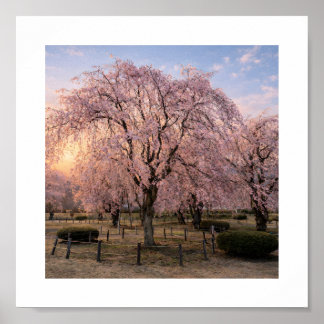 Weeping Cherry Blossom at Sunset – Art Print