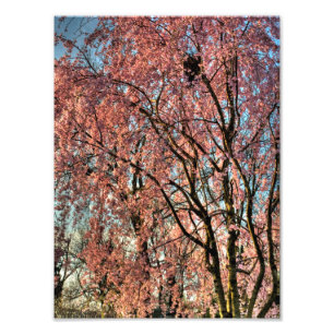 Weeping cherry tree blossoming, Ohio Photo Print