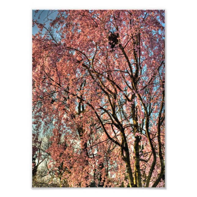 Weeping cherry tree blossoming, Ohio Photo Print (Front)