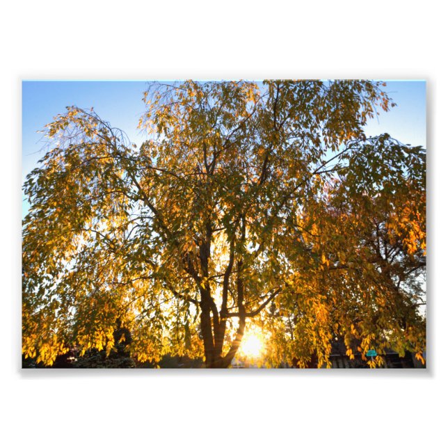 Weeping cherry tree in fall, backlit photo print (Front)