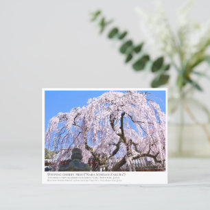 Weeping cherry tree ("Nara Ichiban-Zakura") ポストカード Postcard