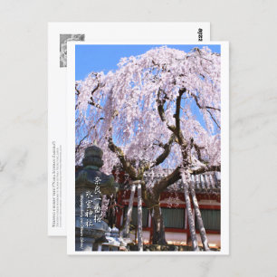 Weeping cherry tree ("Nara Ichiban-Zakura") ポストカード Postcard