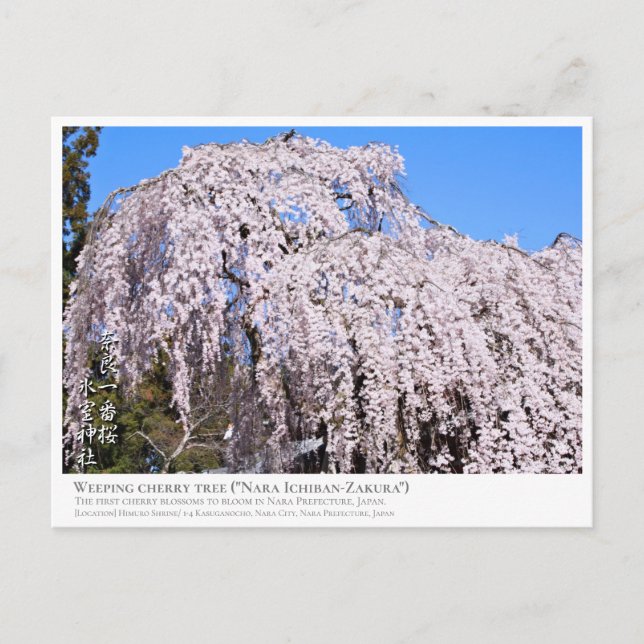 Weeping cherry tree ("Nara Ichiban-Zakura") ポストカード Postcard (Front)
