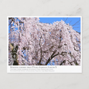 Weeping cherry tree ("Nara Ichiban-Zakura") ポストカード Postcard