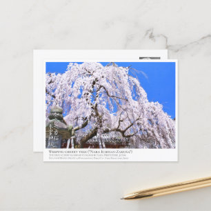 Weeping cherry tree ("Nara Ichiban-Zakura") ポストカード Postcard