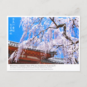 Weeping cherry tree ("Nara Ichiban-Zakura") ポストカード Postcard
