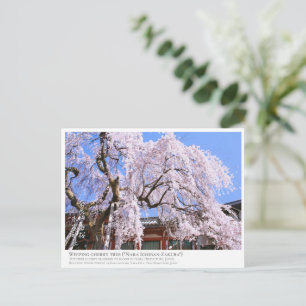 Weeping cherry tree ("Nara Ichiban-Zakura") ポス Postcard