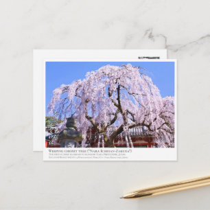 Weeping cherry tree ("Nara Ichiban-Zakura") ポス Postcard