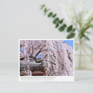 Weeping cherry tree ("Nara Ichiban-Zakura") ポス Postcard