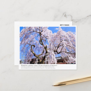Weeping cherry tree ("Nara Ichiban-Zakura") ポス Postcard