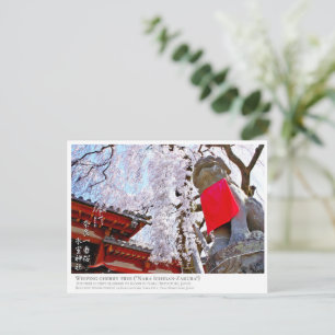 Weeping cherry tree ("Nara Ichiban-Zakura") ポス Postcard