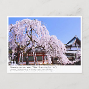 Weeping cherry tree ("Nara Ichiban-Zakura") ポス Postcard