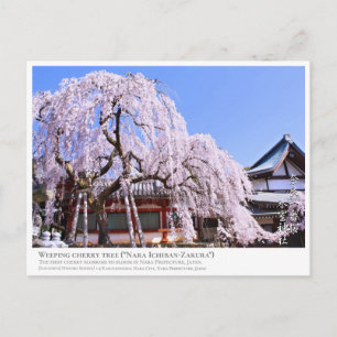 Weeping cherry tree ("Nara Ichiban-Zakura") ポス Postcard
