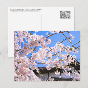 Weeping cherry tree ("Nara Ichiban-Zakura") ポス Postcard