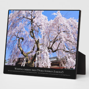 Weeping cherry tree ("Nara Ichiban-Zakura") Plaque