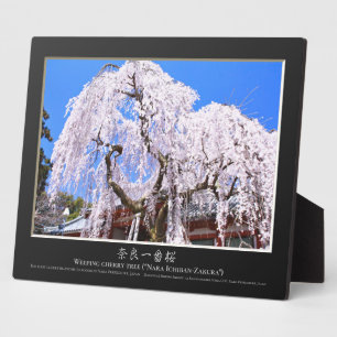 Weeping cherry tree ("Nara Ichiban-Zakura") Plaque