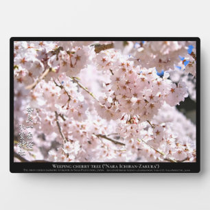 Weeping cherry tree ("Nara Ichiban-Zakura") Plaque